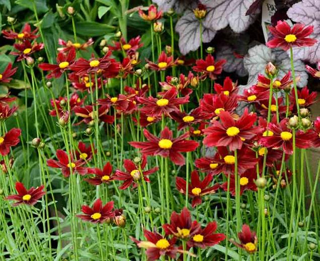 Coreopsis 'Red Elf', Tickseed 'Red Elf', 'Red Elf' Tickseed, Li' l Bang Series, Drought tolerant plants, dry soil plants, heat tolerant plants, humidity tolerant plants, Red flowers